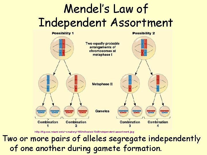 Mendel’s Law of Independent Assortment http: //fig. cox. miami. edu/~cmallery/150/mitosis/c 13 x 9 independent-assortment.