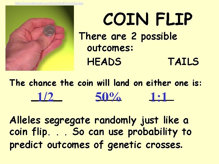 http: //www. arborsci. com/Cool. Stuff/Coin. Flip. jpg COIN FLIP capital There are 2 possible