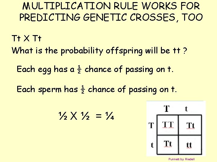 MULTIPLICATION RULE WORKS FOR PREDICTING GENETIC CROSSES, TOO Tt X Tt What is the