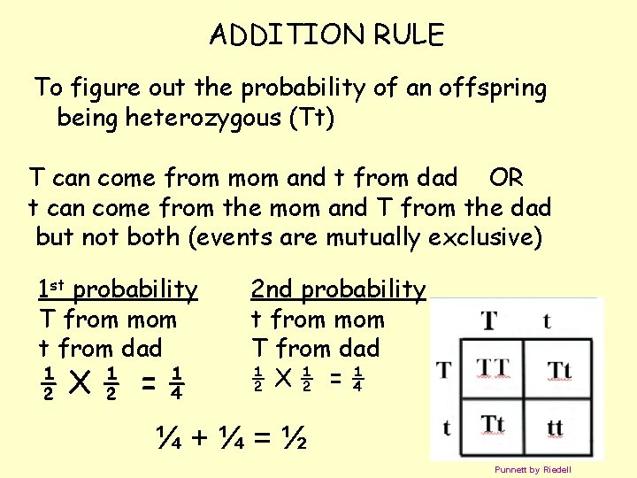 ADDITION RULE To figure out the probability of an offspring being heterozygous (Tt) T