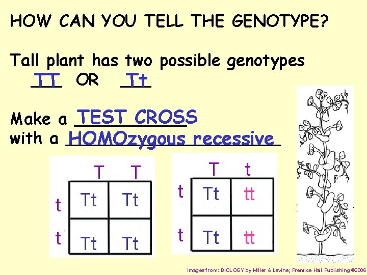 HOW CAN YOU TELL THE GENOTYPE? Tall plant has two possible genotypes ___ TT