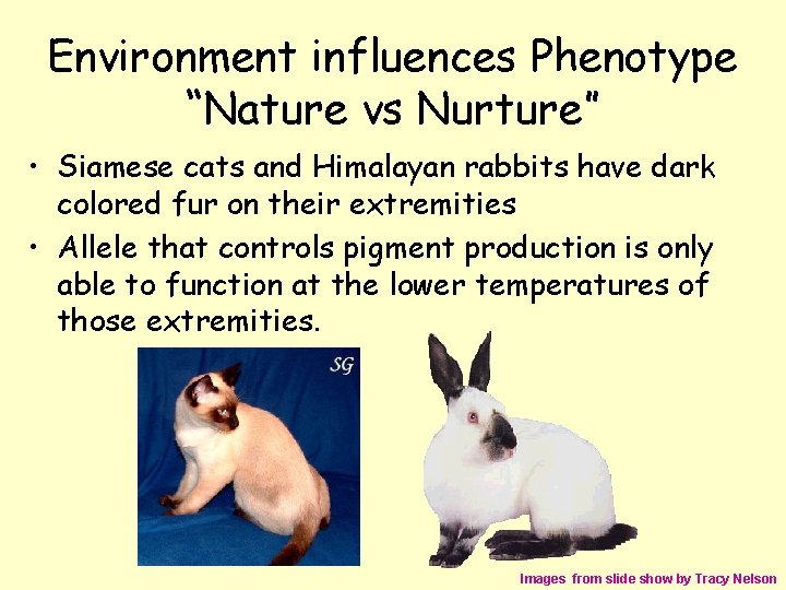 Environment influences Phenotype “Nature vs Nurture” • Siamese cats and Himalayan rabbits have dark