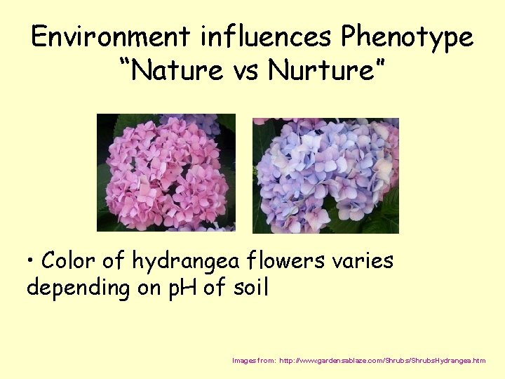 Environment influences Phenotype “Nature vs Nurture” • Color of hydrangea flowers varies depending on