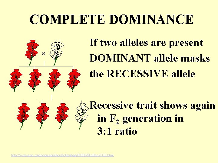 COMPLETE DOMINANCE If two alleles are present DOMINANT allele masks the RECESSIVE allele Recessive