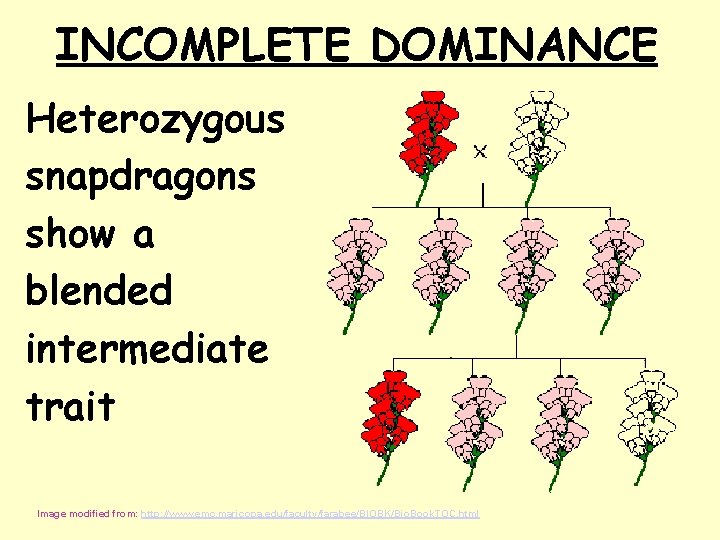 INCOMPLETE DOMINANCE Heterozygous snapdragons show a blended intermediate trait Image modified from: http: //www.