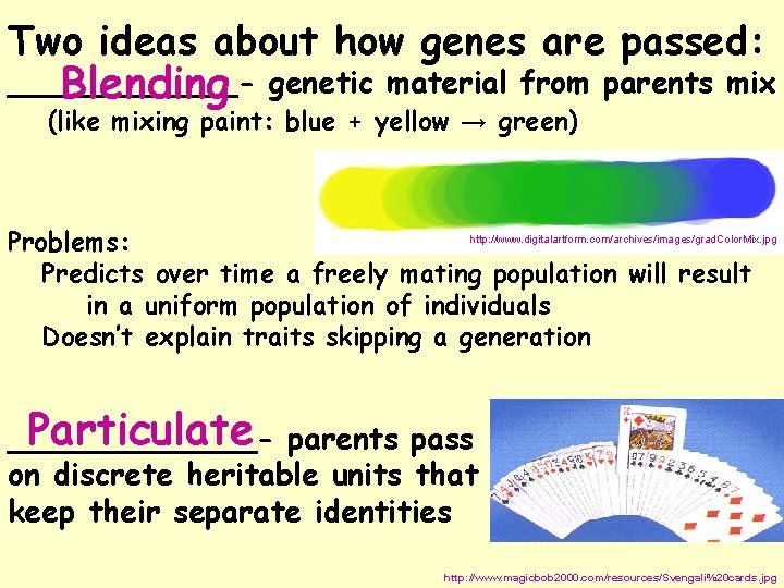 Two ideas about how genes are passed: ______Blending genetic material from parents mix (like