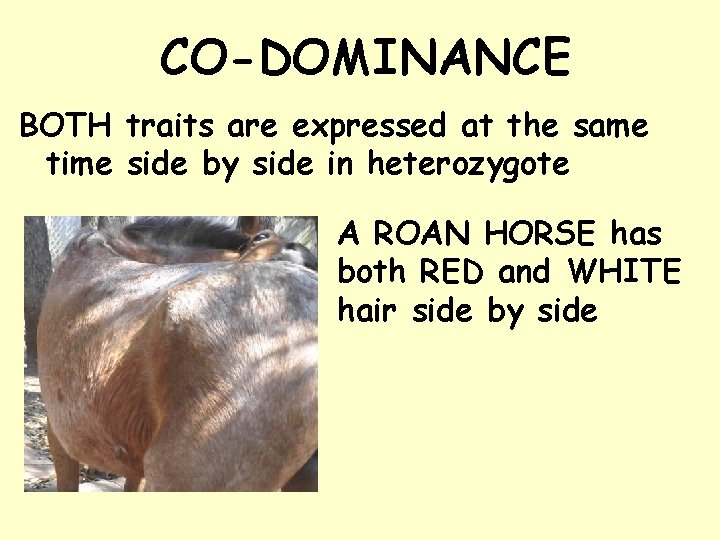 CO-DOMINANCE BOTH traits are expressed at the same time side by side in heterozygote