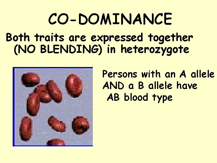 CO-DOMINANCE Both traits are expressed together (NO BLENDING) in heterozygote Persons with an A