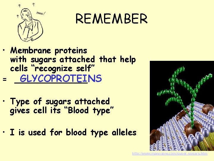 REMEMBER • Membrane proteins with sugars attached that help cells “recognize self” GLYCOPROTEINS =