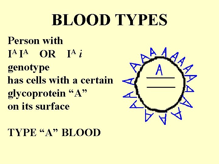 BLOOD TYPES Person with IA IA OR IA i genotype has cells with a