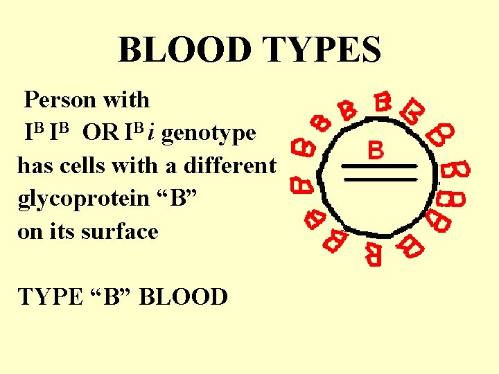 BLOOD TYPES Person with IB IB OR IB i genotype has cells with a