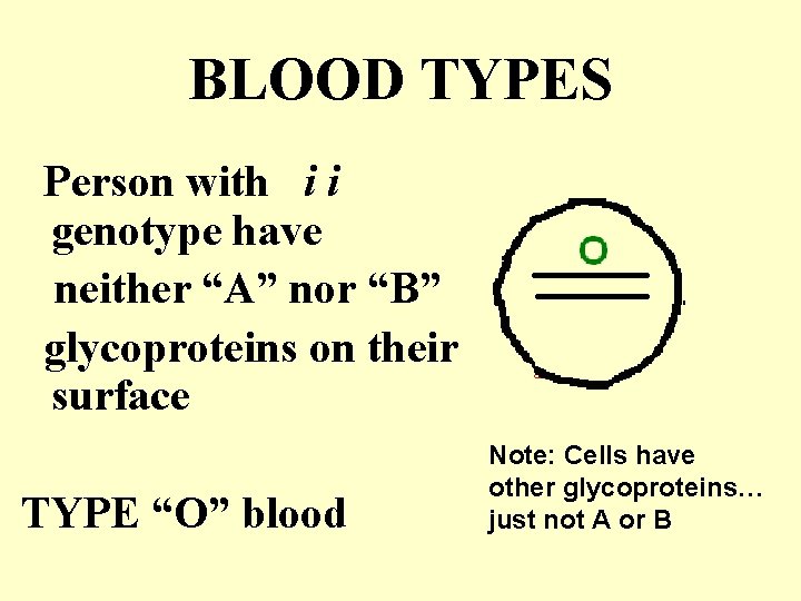 BLOOD TYPES Person with i i genotype have neither “A” nor “B” glycoproteins on