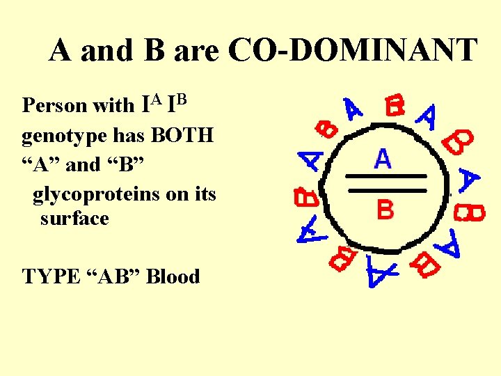 A and B are CO-DOMINANT Person with IA IB genotype has BOTH “A” and