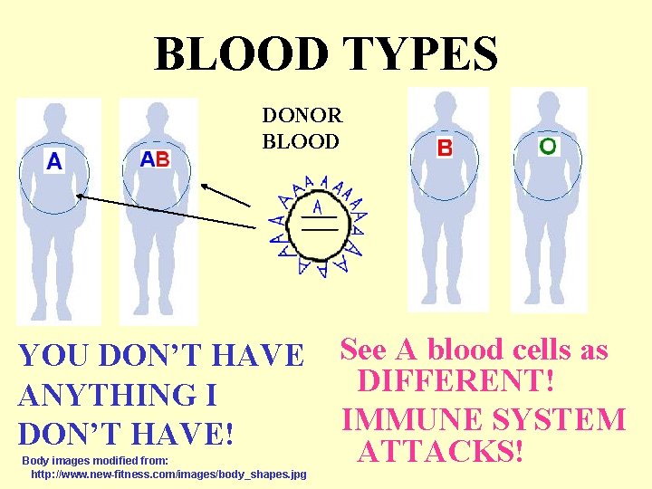 BLOOD TYPES DONOR BLOOD YOU DON’T HAVE ANYTHING I DON’T HAVE! Body images modified