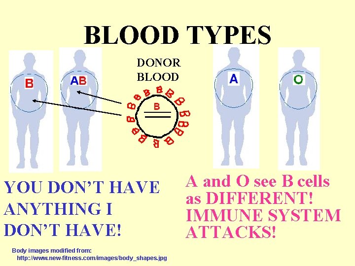 BLOOD TYPES DONOR BLOOD YOU DON’T HAVE ANYTHING I DON’T HAVE! Body images modified