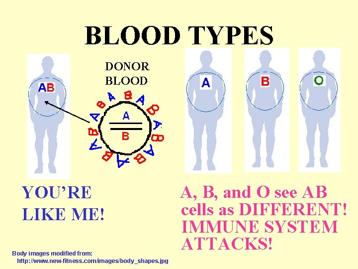 BLOOD TYPES DONOR BLOOD YOU’RE LIKE ME! Body images modified from: http: //www. new-fitness.