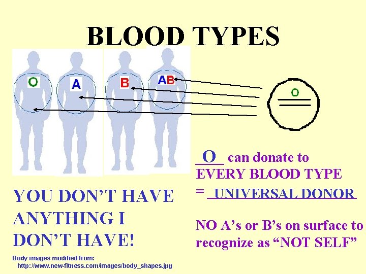 BLOOD TYPES YOU DON’T HAVE ANYTHING I DON’T HAVE! Body images modified from: http: