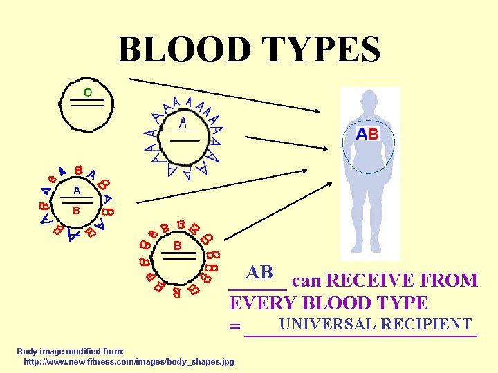 BLOOD TYPES AB can RECEIVE FROM ______ EVERY BLOOD TYPE UNIVERSAL RECIPIENT = ____________