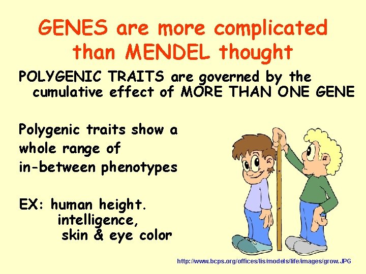 GENES are more complicated than MENDEL thought POLYGENIC TRAITS are governed by the cumulative