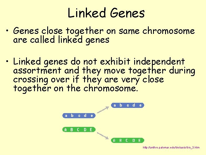 Linked Genes • Genes close together on same chromosome are called linked genes •