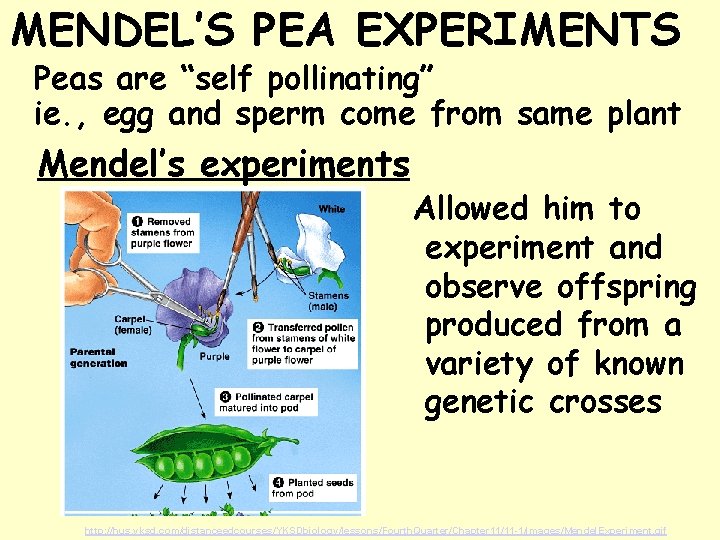 MENDEL’S PEA EXPERIMENTS Peas are “self pollinating” ie. , egg and sperm come from