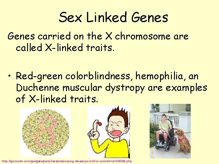 Sex Linked Genes carried on the X chromosome are called X-linked traits. • Red-green