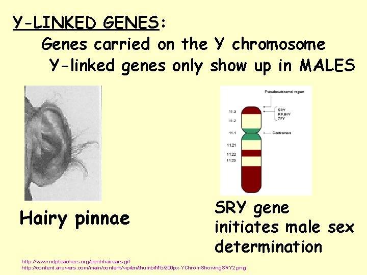 Y-LINKED GENES: Genes carried on the Y chromosome Y-linked genes only show up in