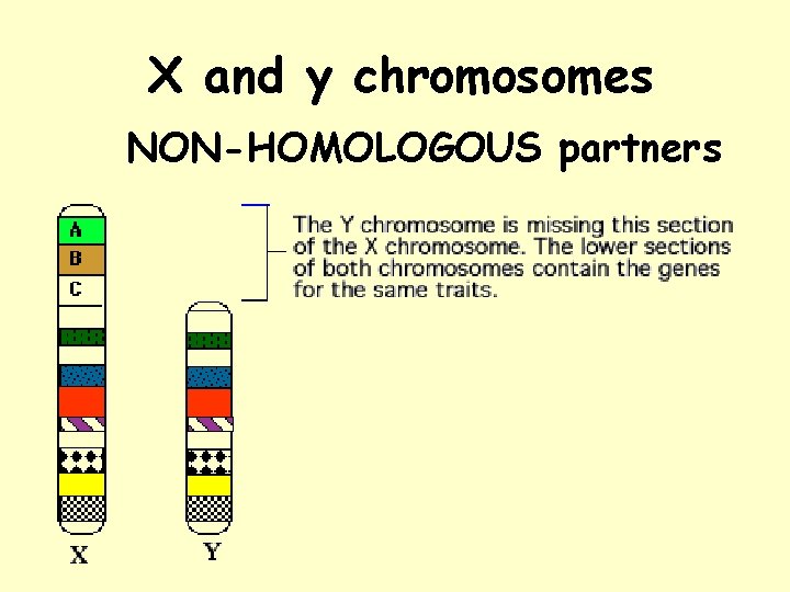 X and y chromosomes NON-HOMOLOGOUS partners 