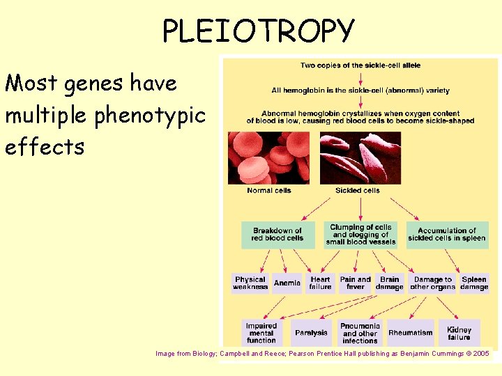PLEIOTROPY Most genes have multiple phenotypic effects Image from Biology; Campbell and Reece; Pearson