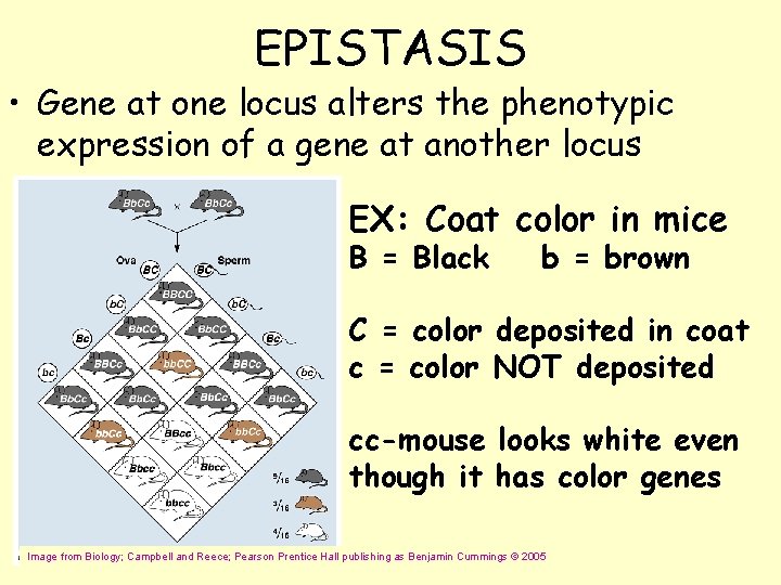 EPISTASIS • Gene at one locus alters the phenotypic expression of a gene at