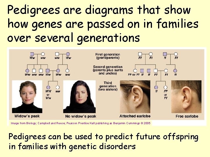 Pedigrees are diagrams that show genes are passed on in families over several generations