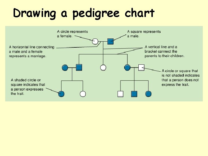 Drawing a pedigree chart 