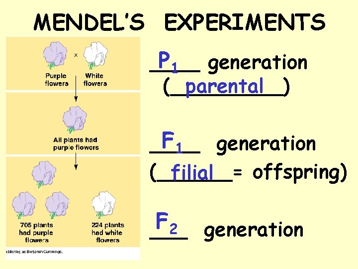 MENDEL’S EXPERIMENTS P 1 generation ____ (_____) parental F 1 ____ generation (______= offspring)