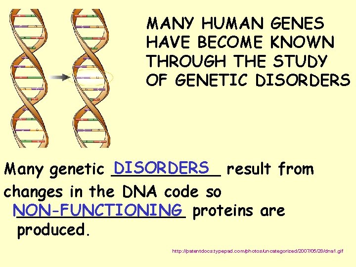 MANY HUMAN GENES HAVE BECOME KNOWN THROUGH THE STUDY OF GENETIC DISORDERS result from