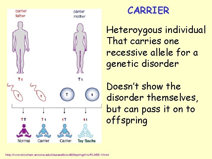 CARRIER Heteroygous individual That carries one recessive allele for a genetic disorder Doesn’t show