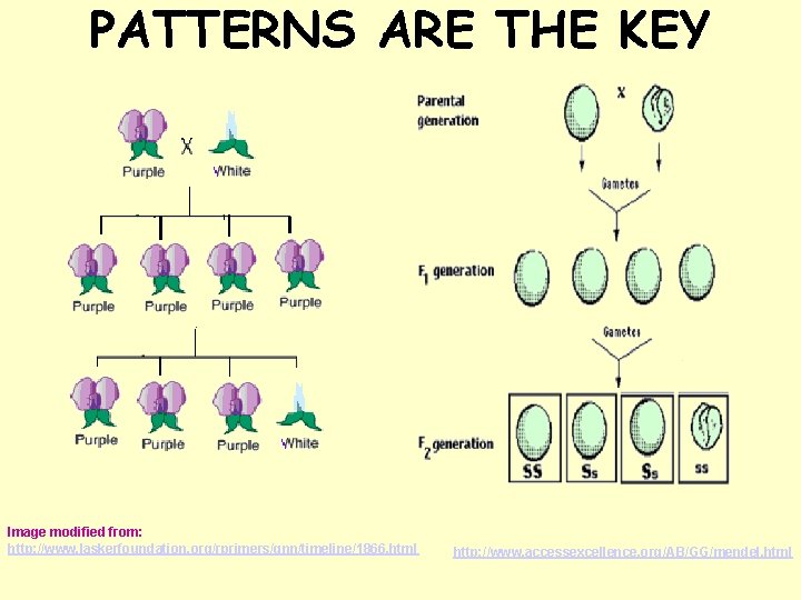 PATTERNS ARE THE KEY Image modified from: http: //www. laskerfoundation. org/rprimers/gnn/timeline/1866. html http: //www.