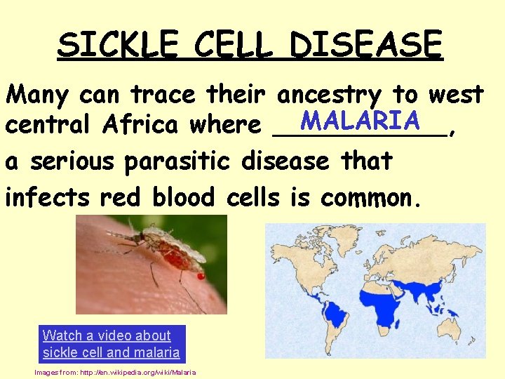 SICKLE CELL DISEASE Many can trace their ancestry to west MALARIA central Africa where