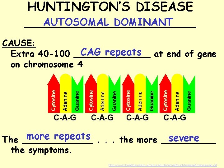 HUNTINGTON’S DISEASE AUTOSOMAL DOMINANT ___________ CAUSE: CAG repeats at end of gene Extra 40