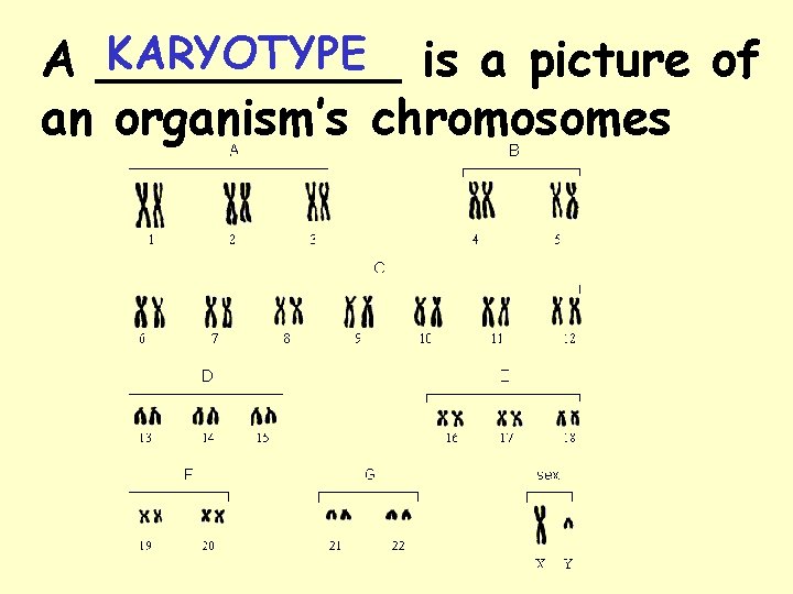 KARYOTYPE is a picture of A _____ an organism’s chromosomes 