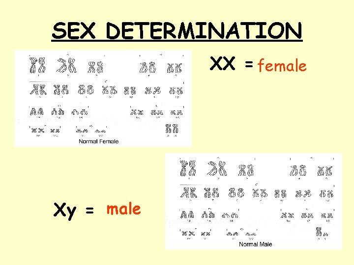 SEX DETERMINATION XX = female Xy = male 