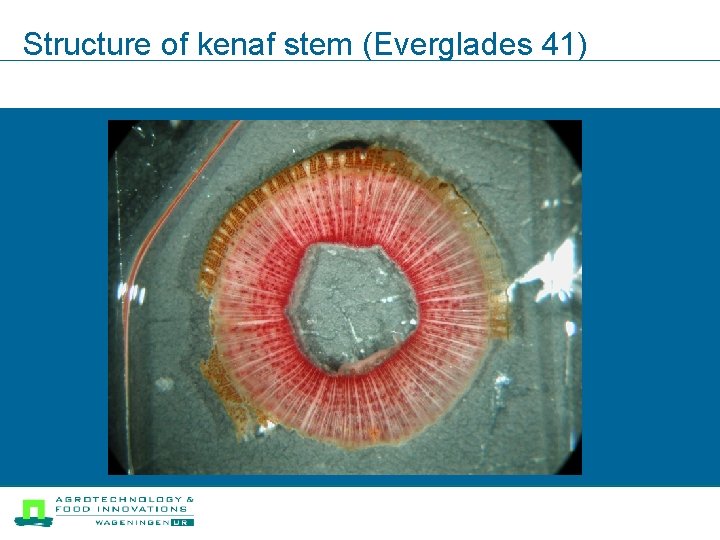 Structure of kenaf stem (Everglades 41) 