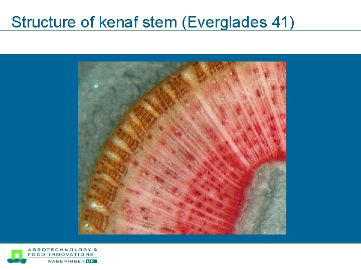 Structure of kenaf stem (Everglades 41) 