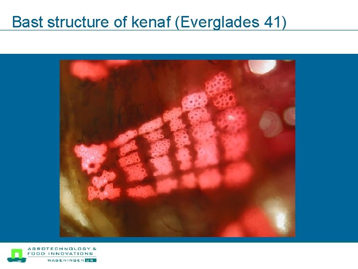 Bast structure of kenaf (Everglades 41) 