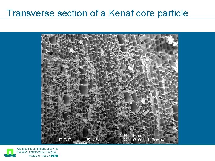 Transverse section of a Kenaf core particle 