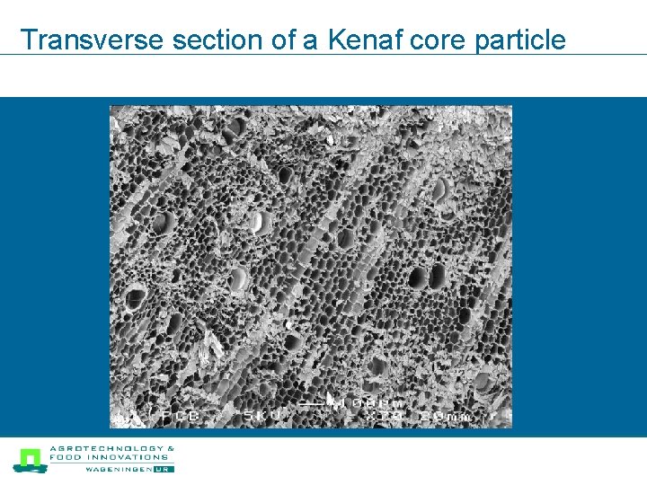 Transverse section of a Kenaf core particle 