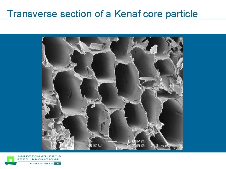 Transverse section of a Kenaf core particle 