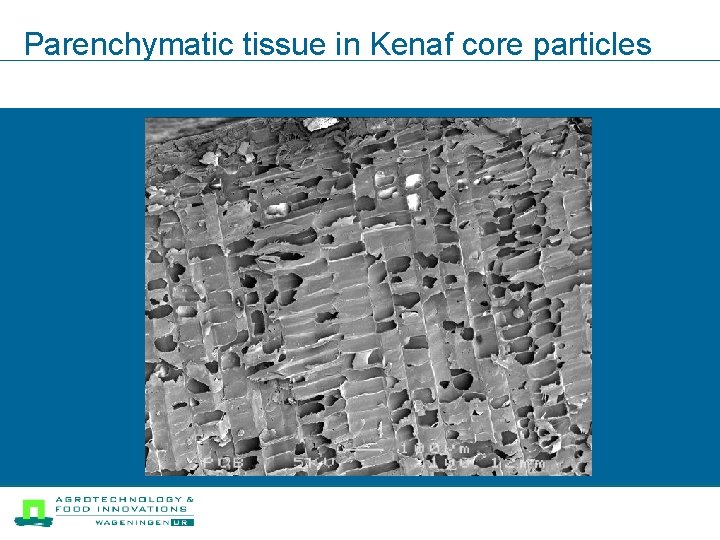 Parenchymatic tissue in Kenaf core particles 