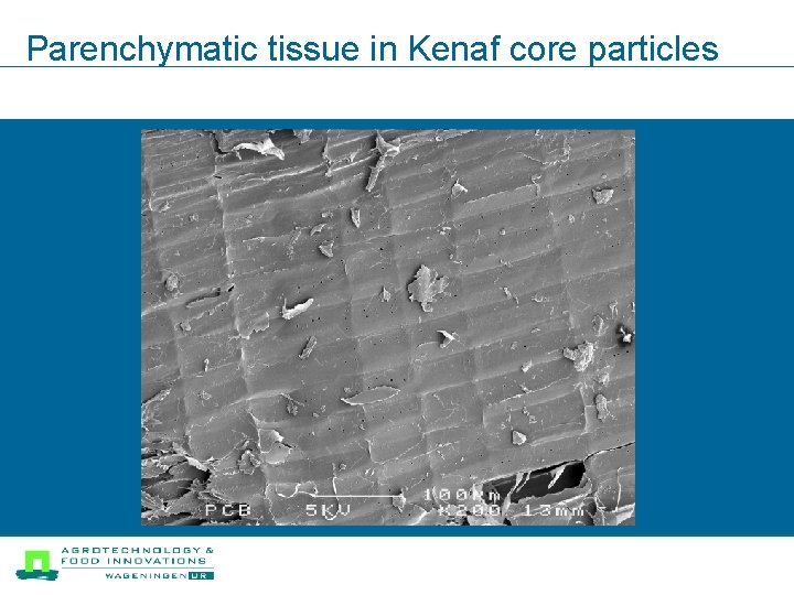 Parenchymatic tissue in Kenaf core particles 