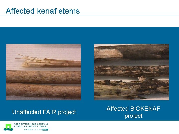 Affected kenaf stems Unaffected FAIR project Affected BIOKENAF project 