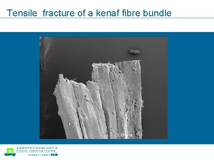 Tensile fracture of a kenaf fibre bundle 